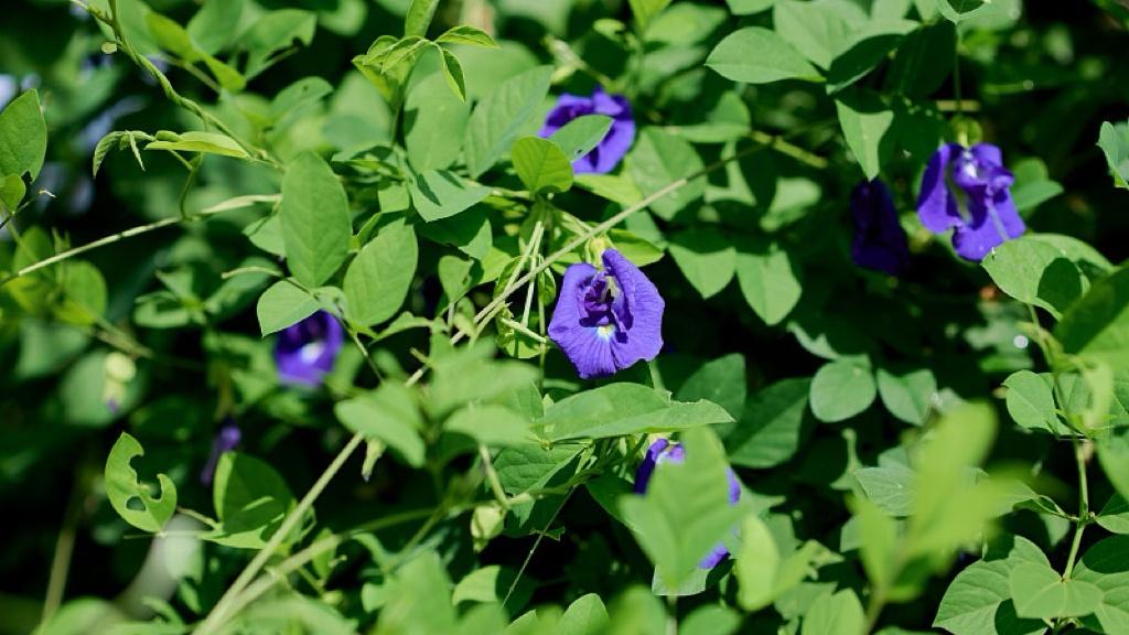 最守规矩的挪威森林，为什么先枯死？！