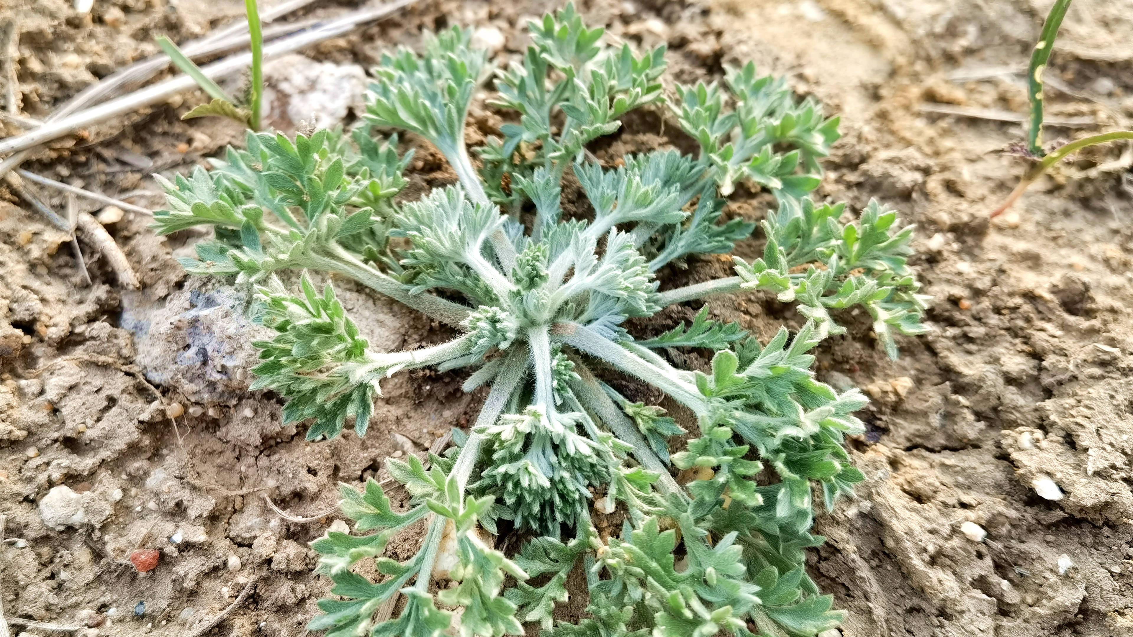 3月这菜金不换，全身是宝，比荠菜营养比韭菜鲜，却常被当成杂草，随手一蒸真香！