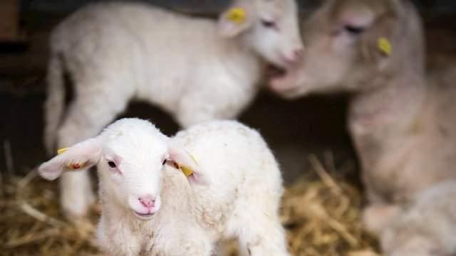 如果我是一只羊