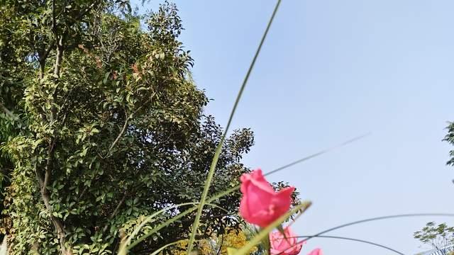 家中有厌学和叛逆孩子，家长不要过度学习，帮不了孩子还起反作用