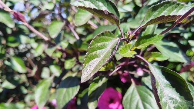 家长少催孩子，少说话，不是冷漠和放弃，是最高级的克制与自保