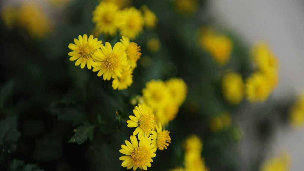 你好，我叫黄小花