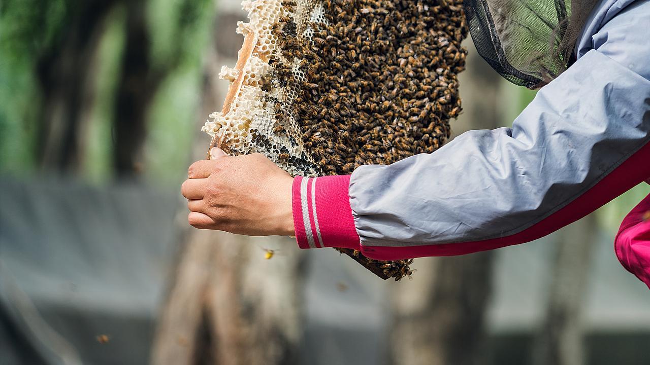 流蜜前"抢脾大战"：10-15天集中造新脾的分蜂破局术