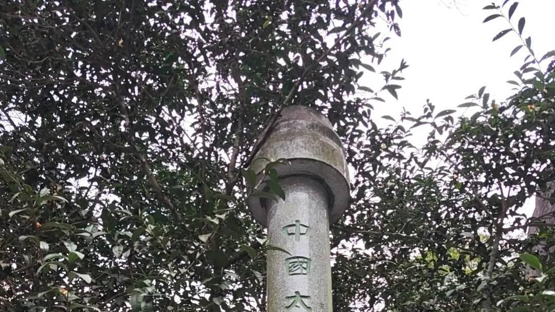 太姥山发现500年白茶古树 樱花伴生成“双绝”