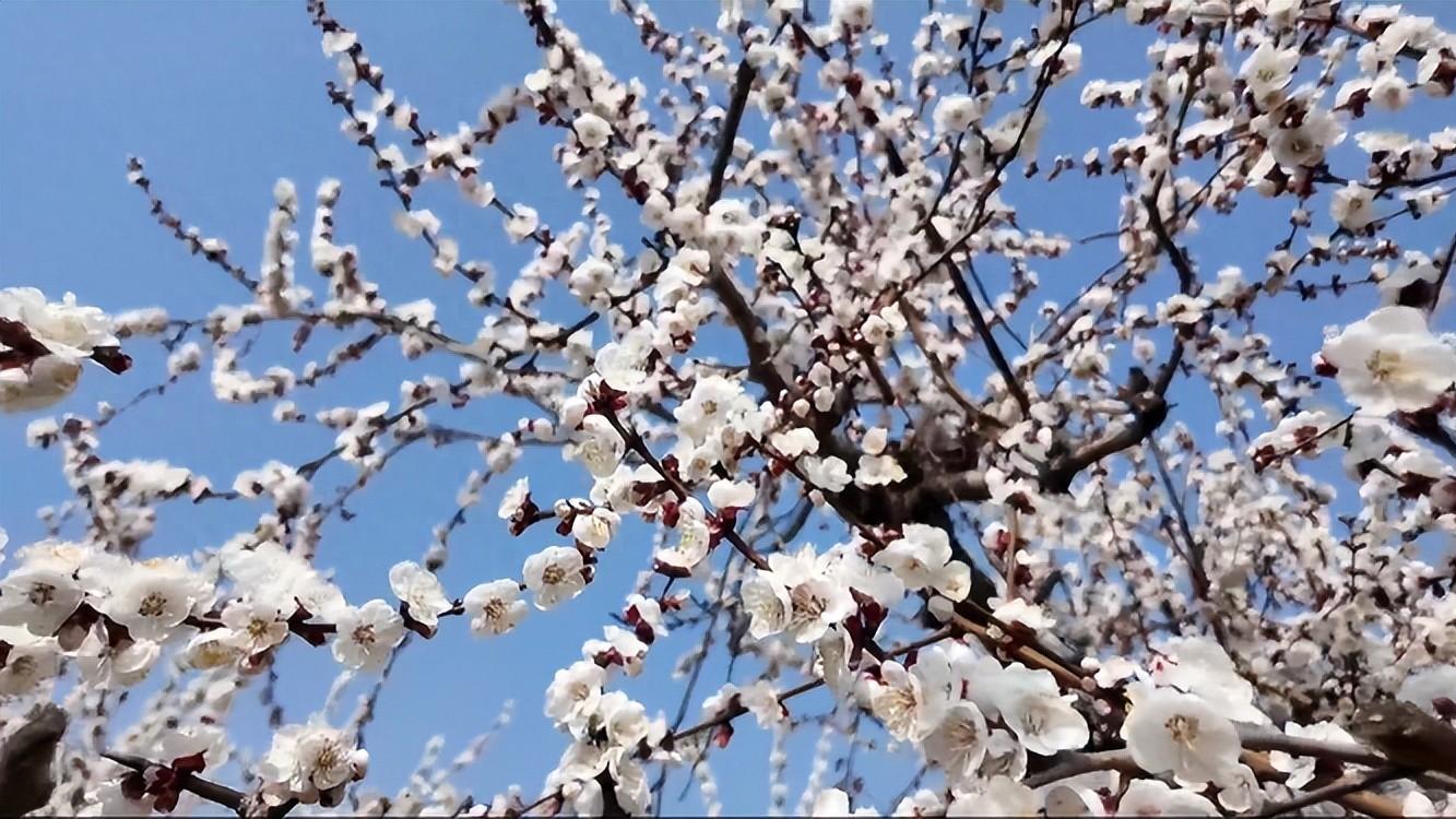 夏县瑶峰镇：杏花盛放 醉美春光