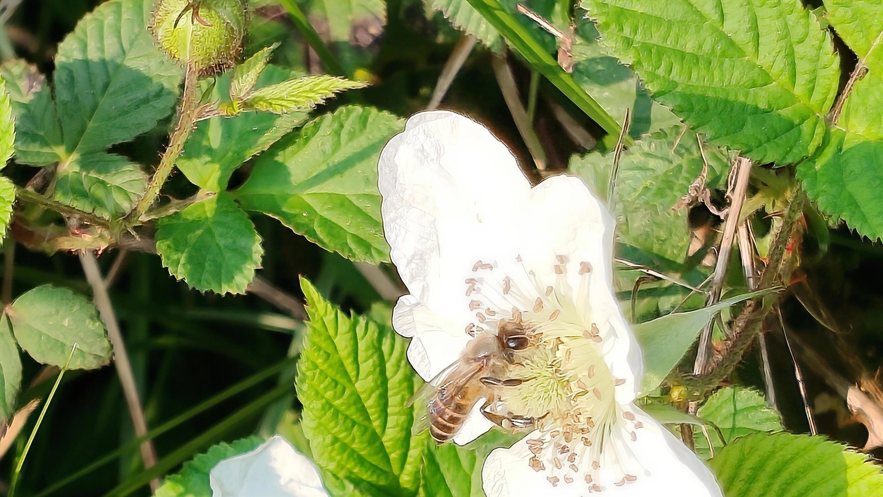 如雪花般独有的魂灵