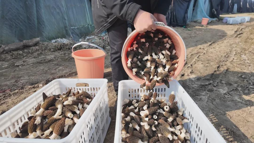 息县张陶乡：羊肚菌喜迎丰收 “致富伞”撑开乡村振兴路