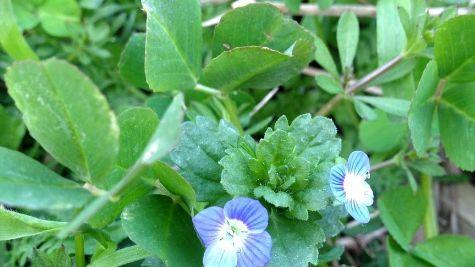 销售肾阳草，实施诈骗：多种骗术被揭之下，为何还有人频频上当？