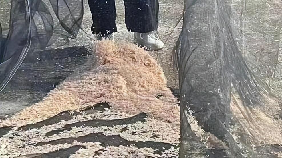 虾皮中总是混着各种小海鲜，虾皮是啥？这些小鱼小蟹又是哪来的？