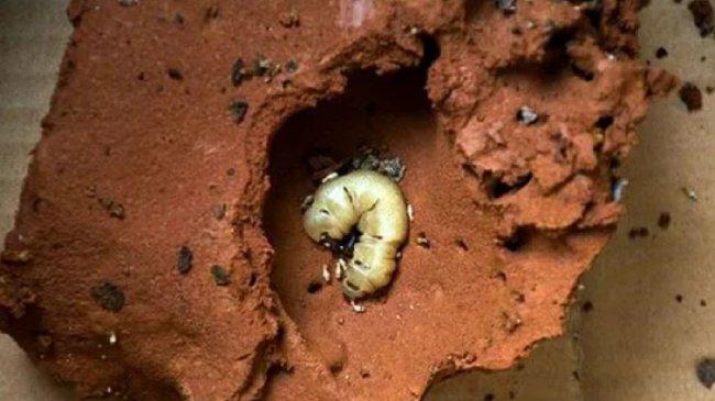 2026白蚁飞蚁防治指南：科学用药与高效灭杀方案全解析