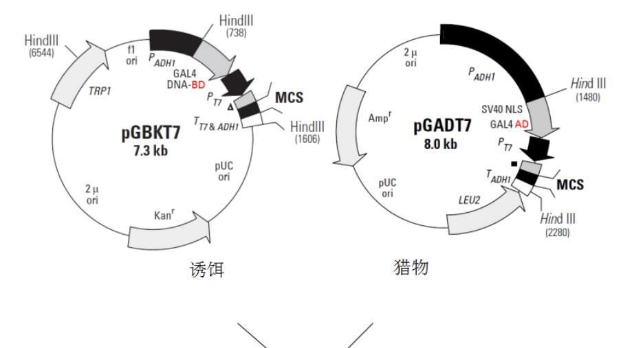 酵母双杂交载体构建：蛋白互作研究核心基础技术