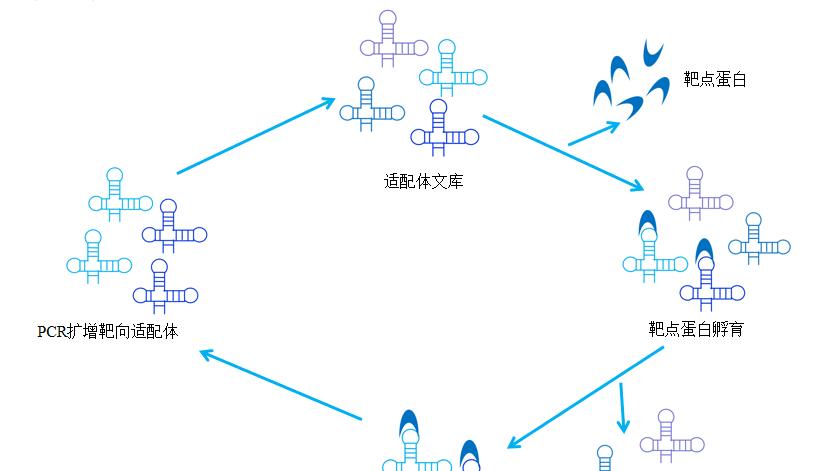 核酸适配体筛选技术：分子识别的创新工具与服务