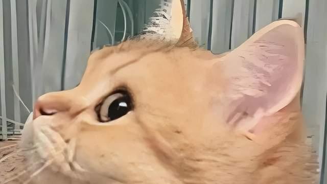 春节还在游戏里打工？《新倩女幽魂》直接让你“躺平”过年，全免