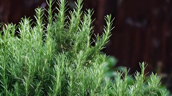 它是香草界的“小强”越晒越香，能吃、能闻、能驱蚊！超级好养！