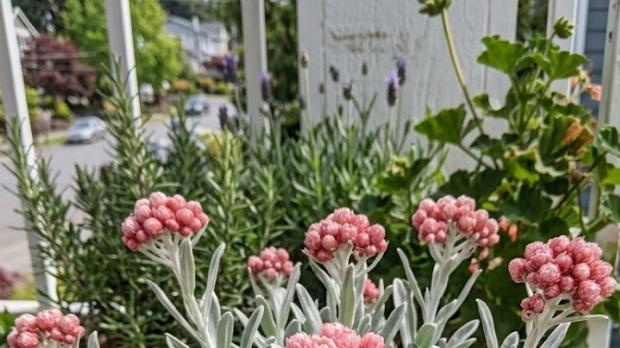 自带高级感的“百搭神草”银叶蜡菊，皮实好养；耐热又耐寒！