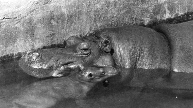 老照片 三十年代苏联首都莫斯科动物园 动物还不少