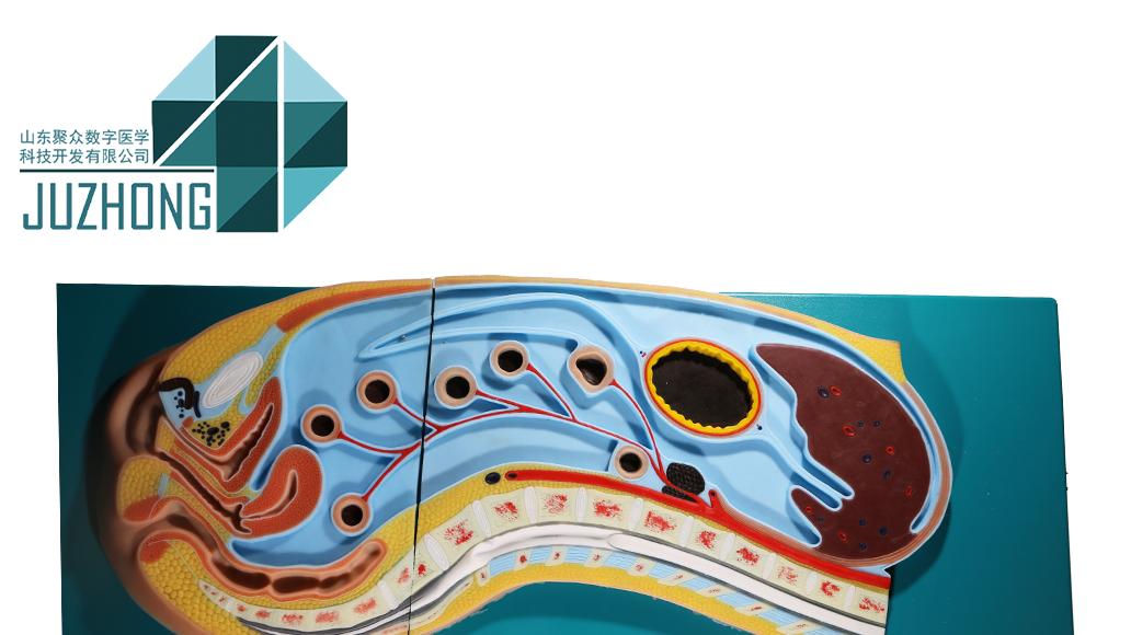 三大切面全覆盖！聚众医教软质硅胶断层解剖模型，革新解剖教学