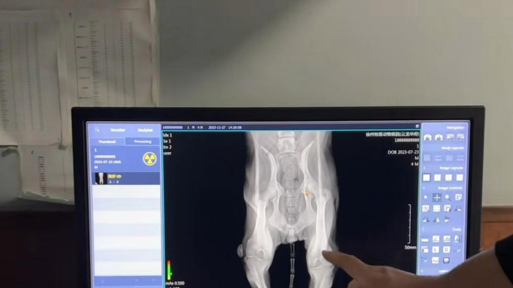 狗狗后腿残疾被主人不喜欢，终被抛弃，幸好有好心人暖心救助