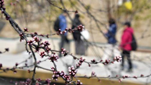 春到京城探桃花