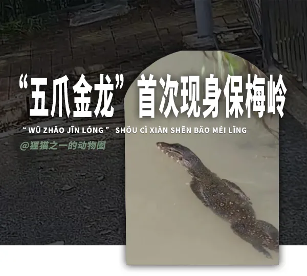 “五爪金龙”首次现身保梅岭，是一级保护动物 ！这意味着什么？