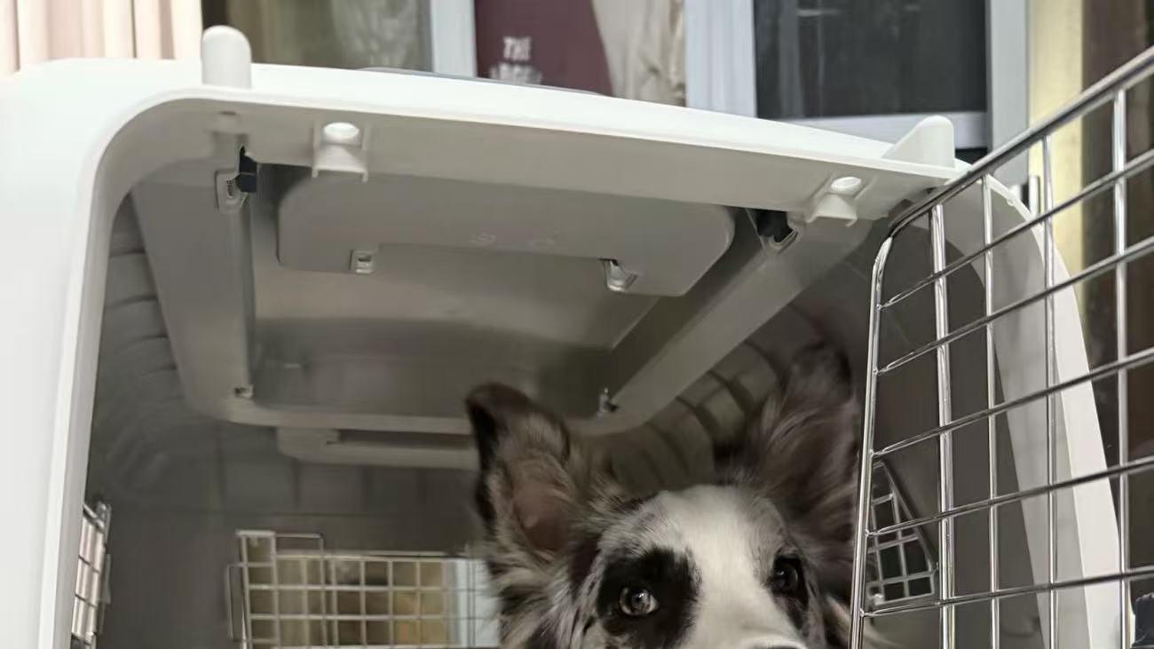 跨省长途搬家平台物流带宠物回家哪个平台便宜实惠有实力？带宠物回家选哪个跨省长途搬家物流平台综合实力强