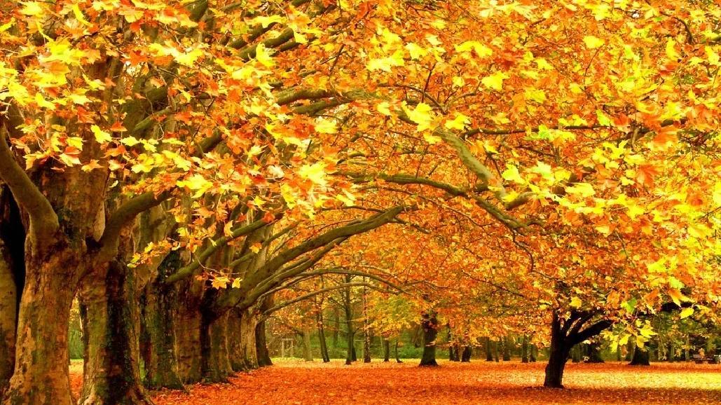 孙姓聚集地：河间市