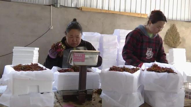 【打造“四个强市” 建设“幸福家园平安永济”】抢采春日鲜 香椿销全国