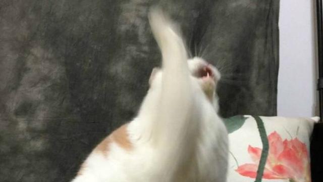 每天上万匹马被“踩死”？这其实是游乐场最温柔的一幕