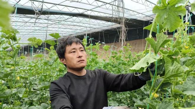 【河津】大棚管护培良种 甜瓜飘香兴农路