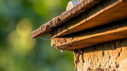 2026年哪些属相要躲春