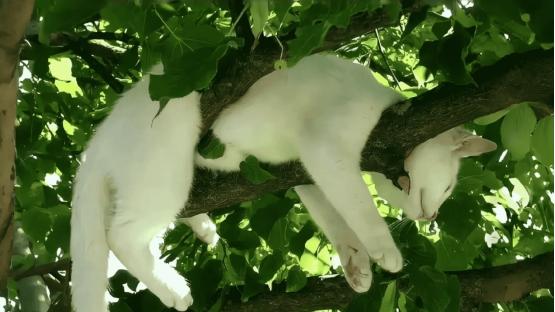 最新选粮参考：猫粮哪个牌子质量好性价比高？多款热门猫粮盘点