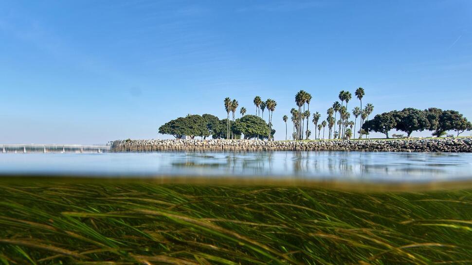 2026年，我们正用基因编辑给珊瑚“改命”，却不敢问谁配活下来