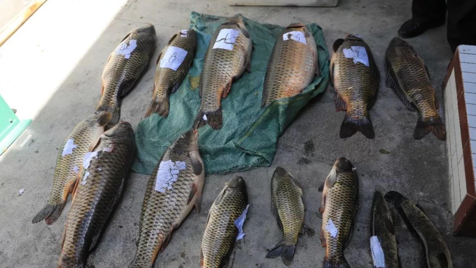 造孽！最凶残的“生态杀手”电鱼，是如何摧毁钓鱼人心中最美的江湖？