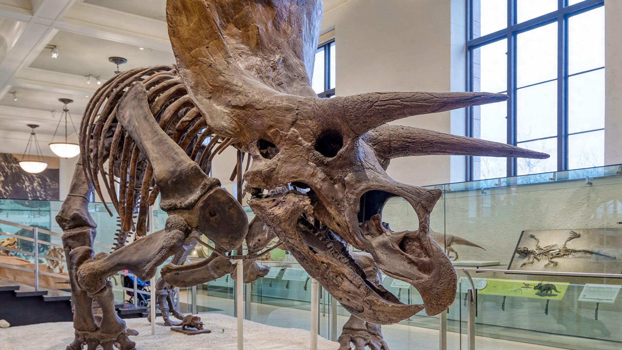 三角龙真的只是暴龙的猎物吗？