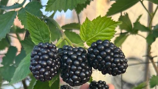 它是浆果界的“黑玛瑙”，无刺、双季结果、还刮油！阳台党闭眼入