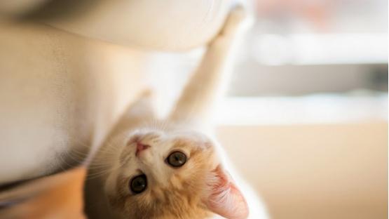 什么主食猫罐头最好？2026十大高性价比主食罐头推荐榜出炉！