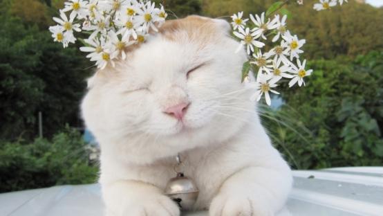 求猫主食罐头推荐？口碑最好的十大猫罐头测评，哪个性价比最高？