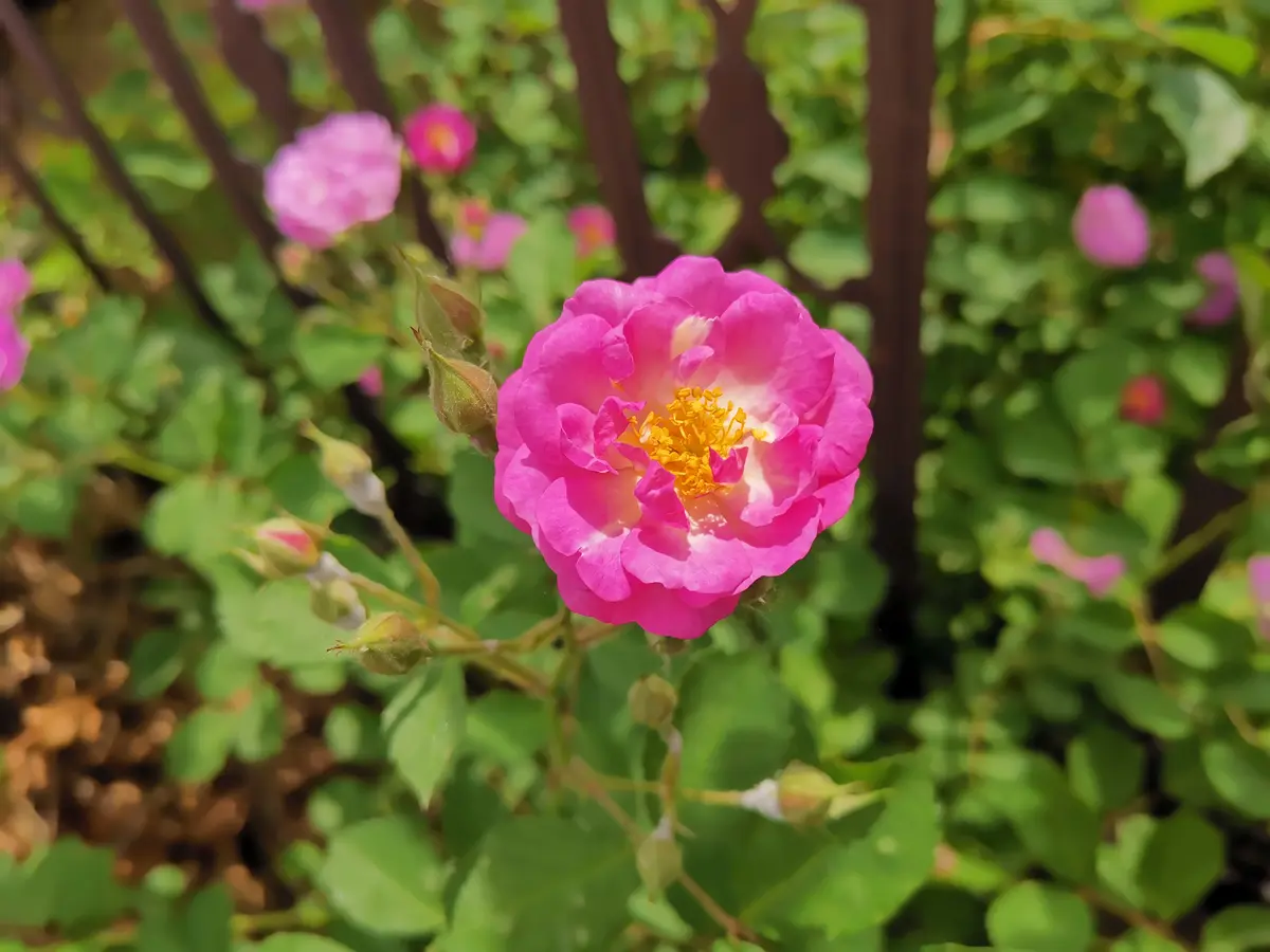 学会去繁从简，增强行动力