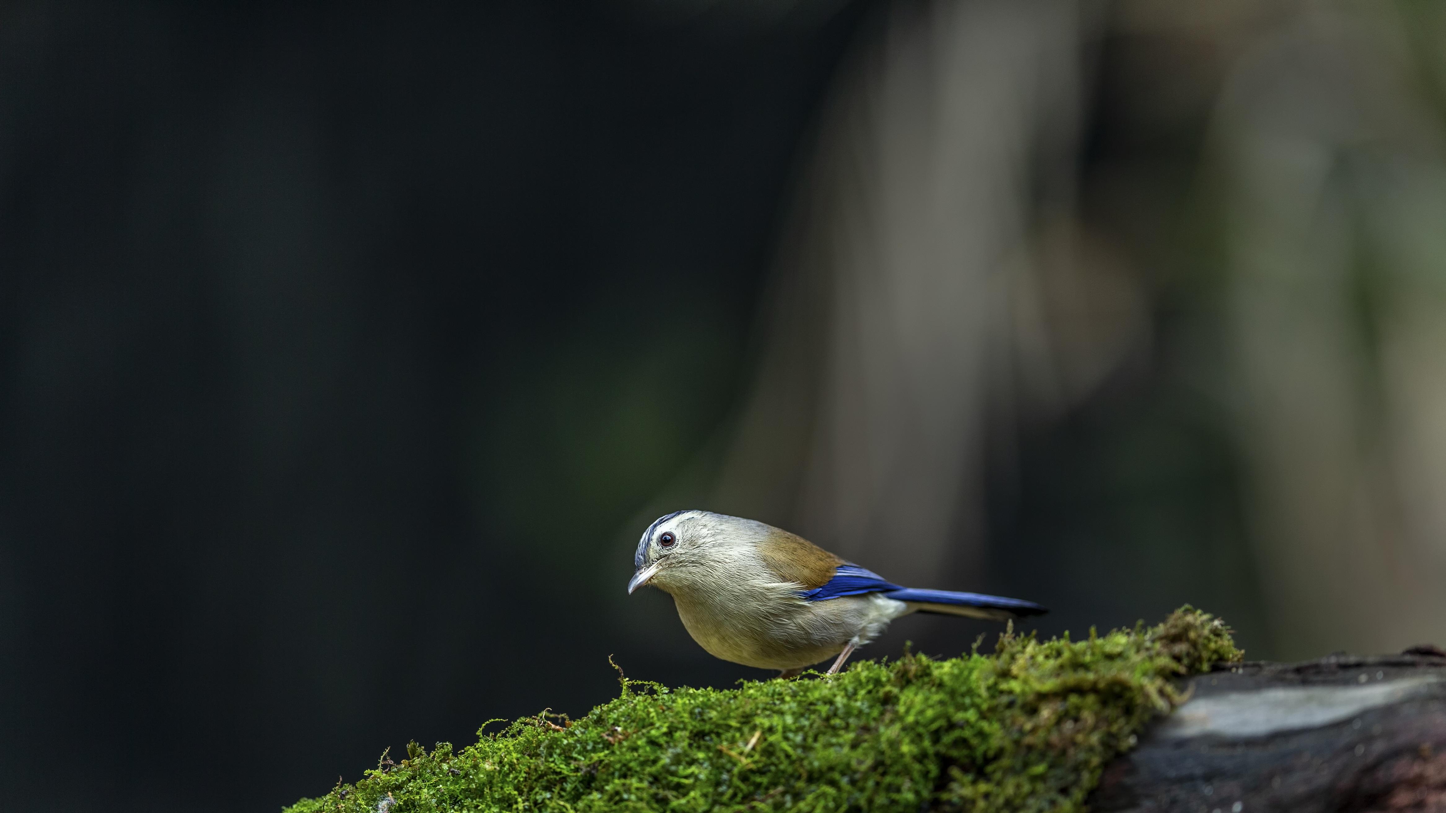 2250元“卖走”国宝，最离谱的不是贪