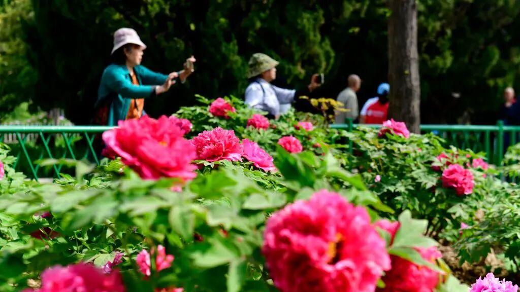 苗木出口量约占全国总量的90%！菏泽牡丹为何这么“红”？