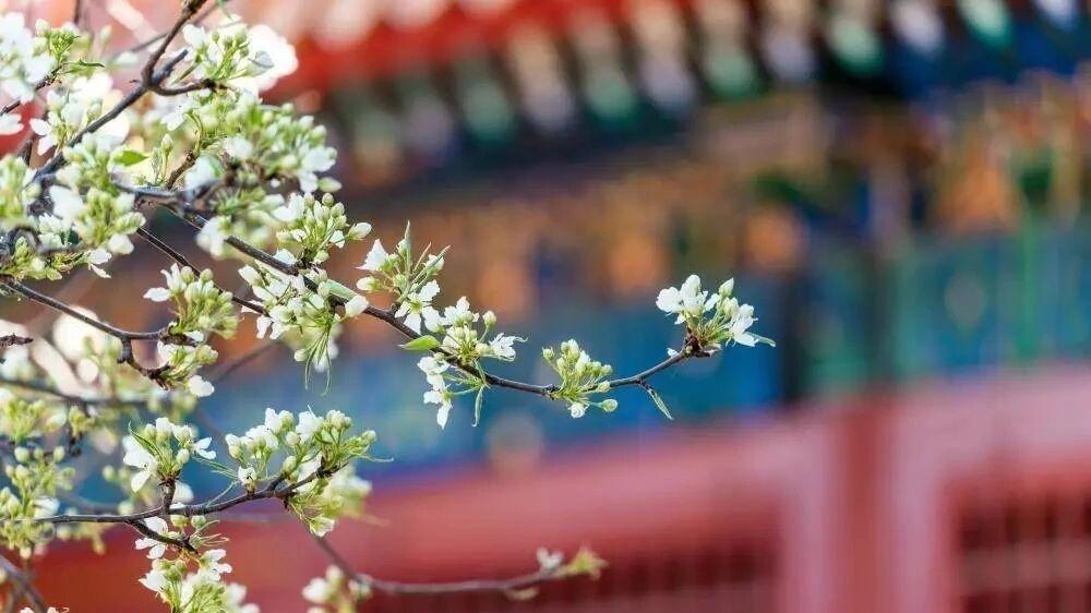 详解七杀用伤官成格的三种方式