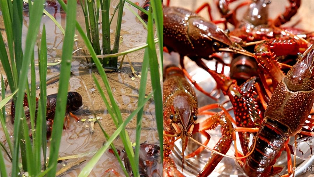 一文了解中国的中欧地理标志协定产品