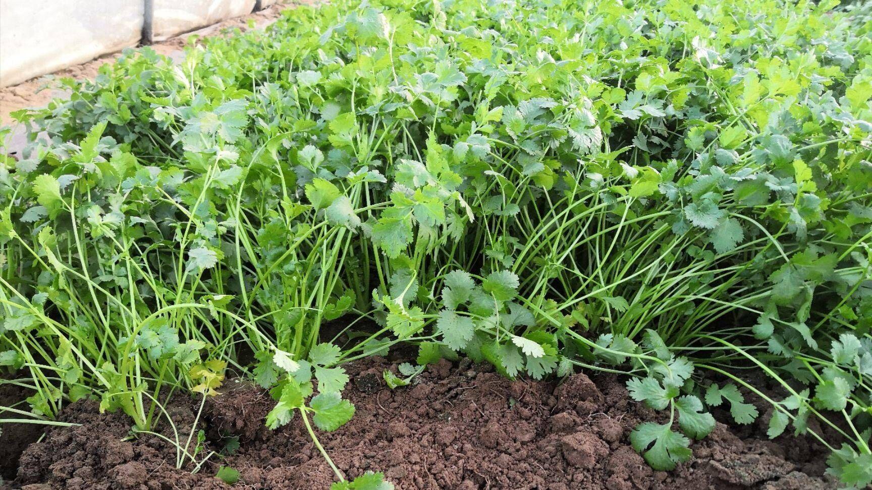 西红柿旁边千万别种它！老菜农说这是“死对头”种一起准绝收！