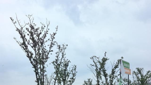 高端MPV二选一！焕新极氪009还是智界V9？