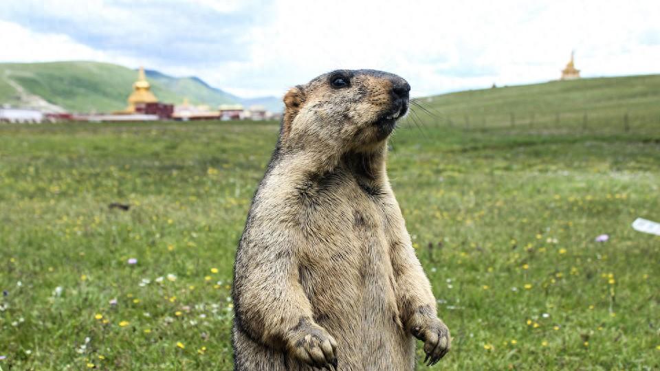 土拨鼠4大冷知识：醒来第一件事不是看天气，竟然是……