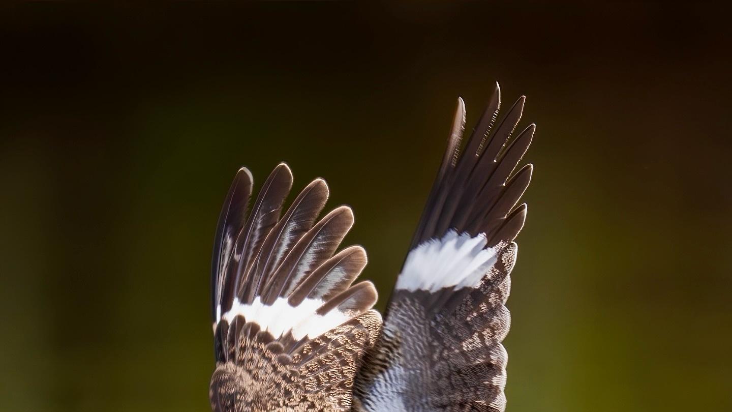 人生其实只有五条法则（卡尔·荣格箴言）