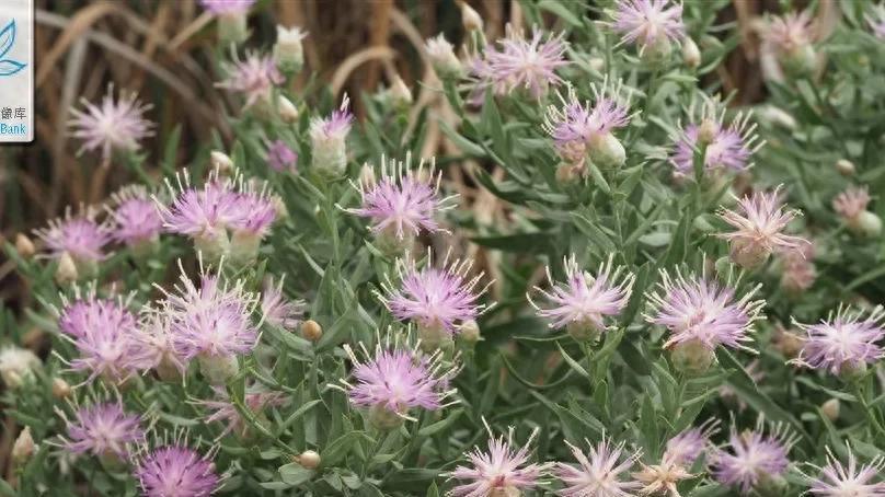 西北荒坡的 “天然消炎药”——顶羽菊