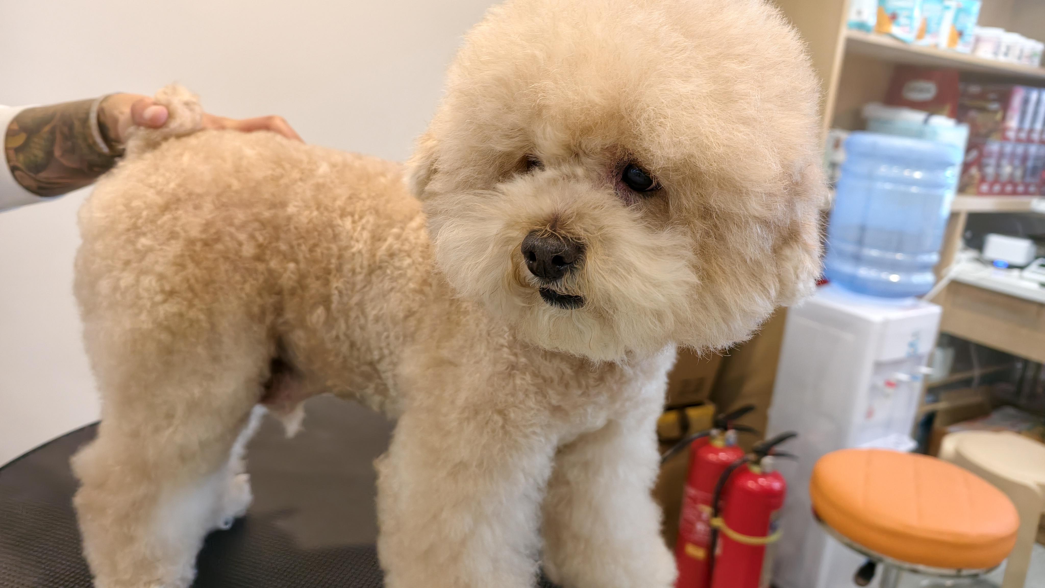 假期带宠物出游，这些准备一定要做