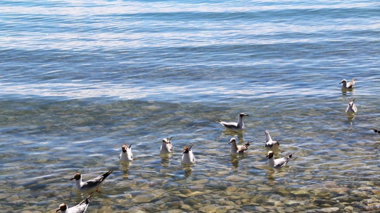 环游圣湖纳木措（海鸥）