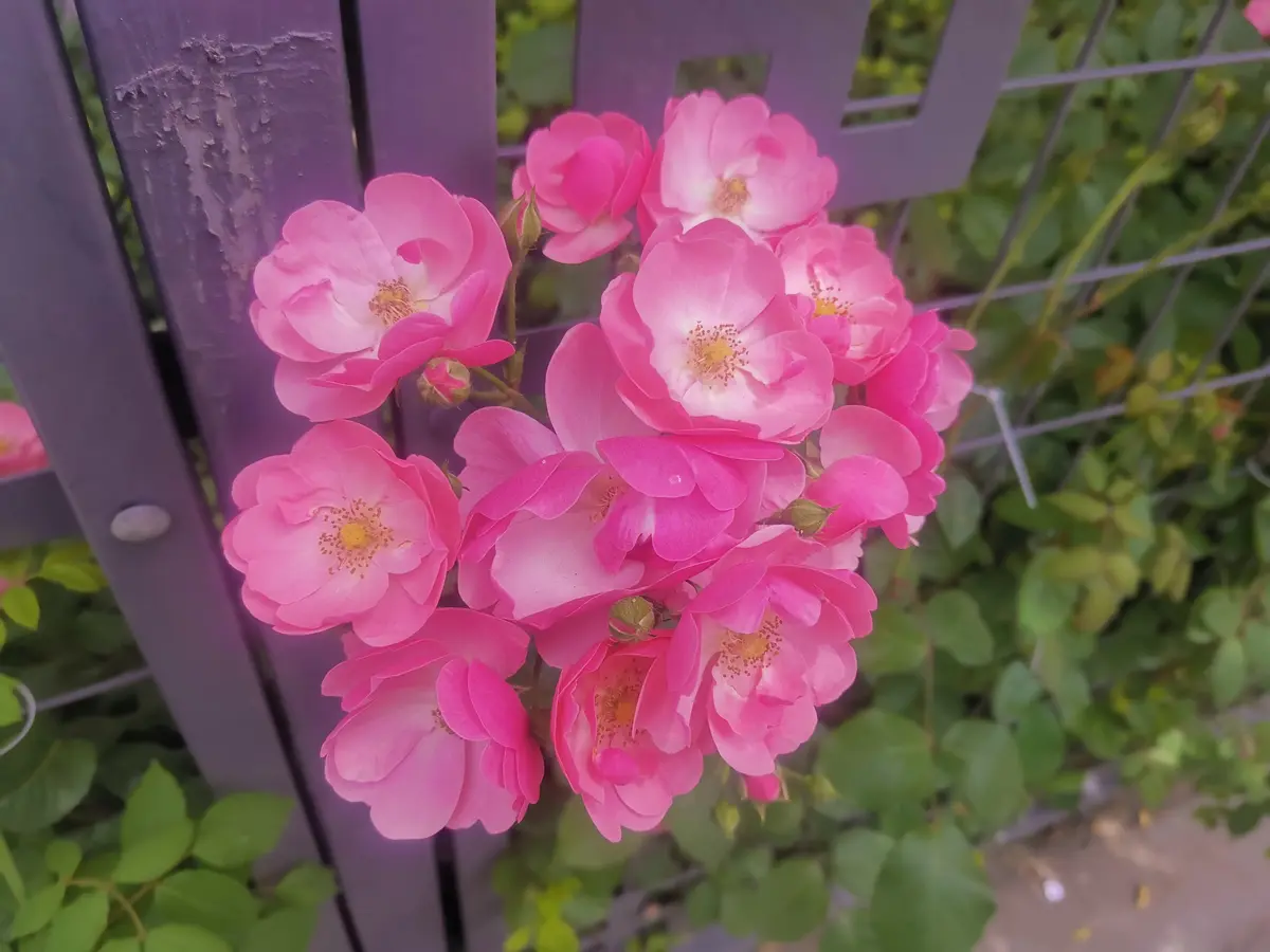 腊八粥暖胃，勤问候暖心